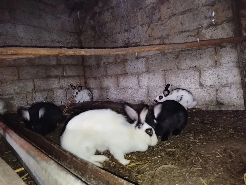 Куенлар сотилади 1