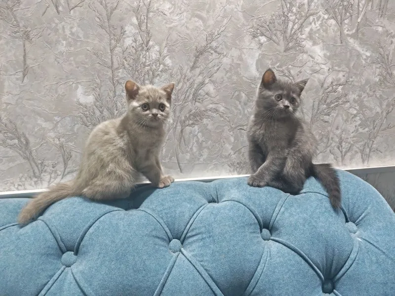 Котята два месяца — фото 2