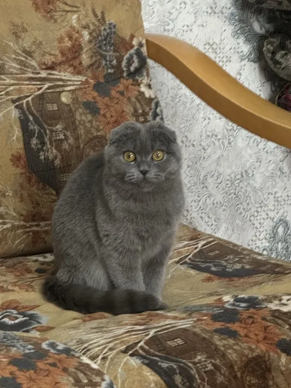 Скоттиш фолд кот 1 Скоттиш фолд кот 1