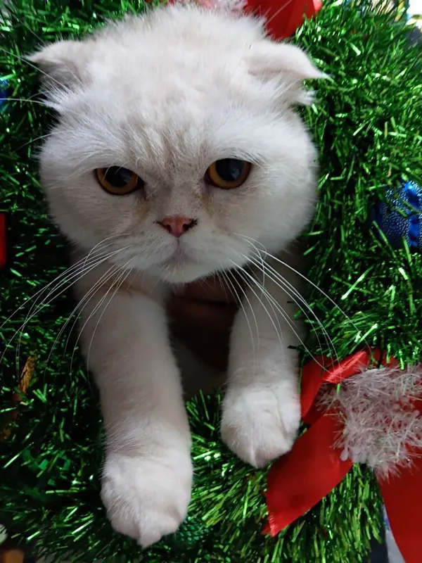 Mushuk sotiladi scottish fold. Продается Кошка шотландский вислоухий 4 Mushuk sotiladi scottish fold. Продается Кошка шотландский вислоухий 4
