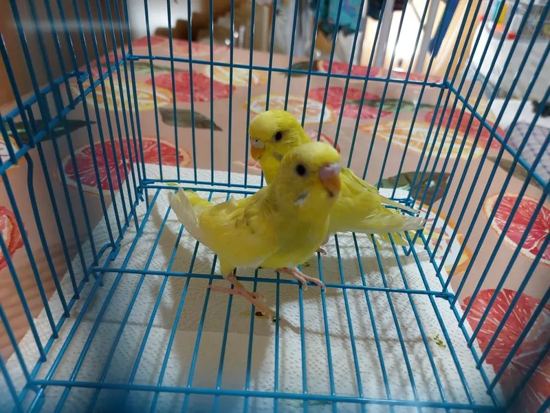 To‘lqinli to‘tiqushlar sotiladi, o‘smir tayyor juftlik, yoshi 5 oy 2