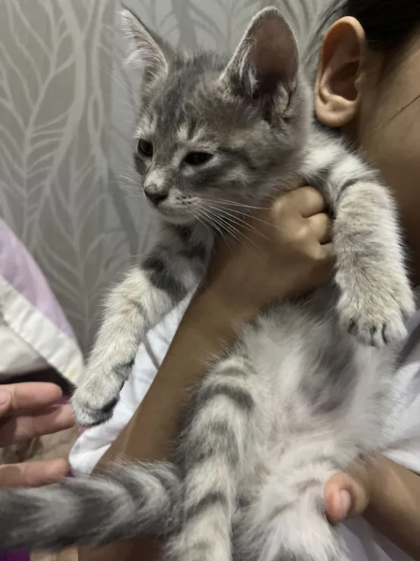 Котенок отдам даром