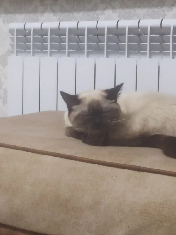 Кошка 8 Кошка 8