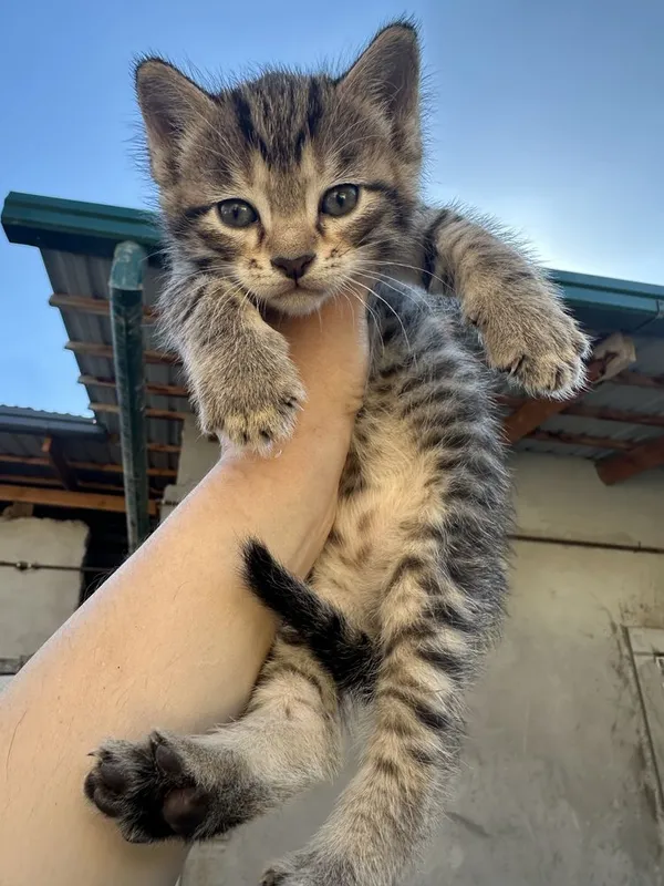 Отдаю котят в добрые и ответственные руки — фото 2