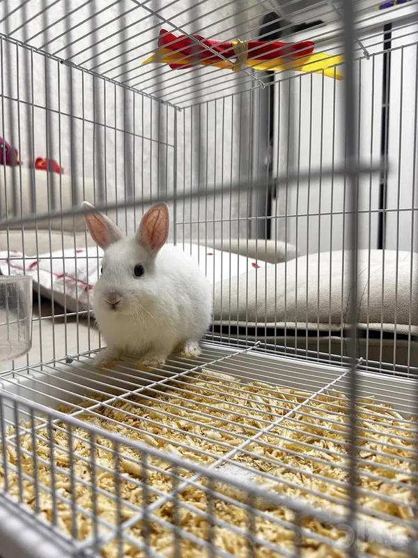 заяц 3х месячный 3 заяц 3х месячный 3