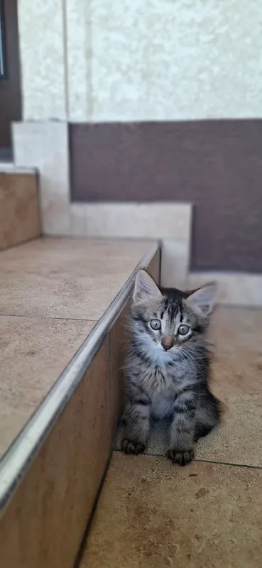 котенок 2