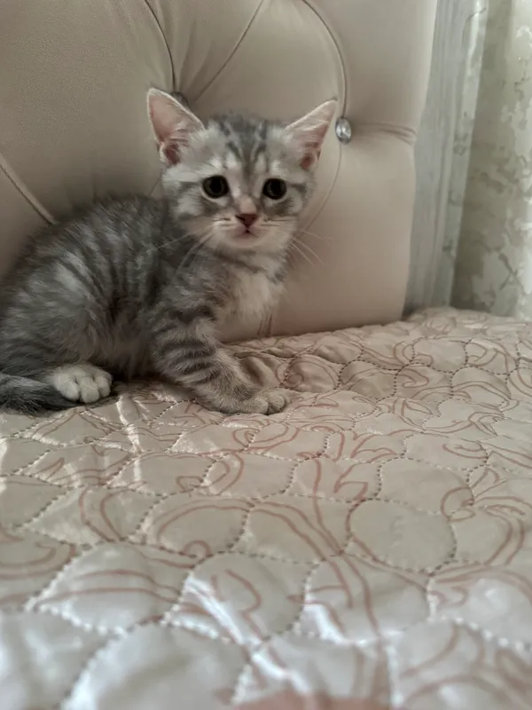 Scottish Fold mushukchasi 6