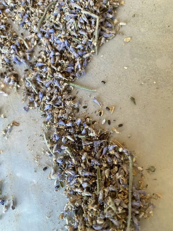 Lavanda urugi bor fransuskiy — фото 1