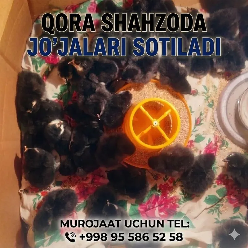 Qora shaxzoda jojalari zotdor