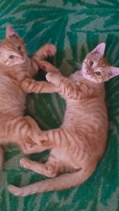 Mehribon qullarga hadiya 3 Mehribon qullarga hadiya 3