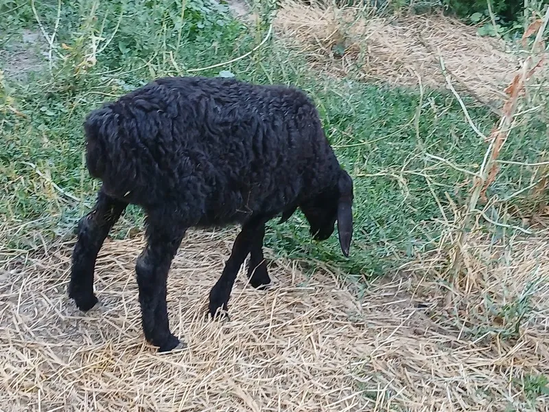 Qo‘zilar sotiladi 3 yarm oylik urg‘ochi 4 Qo‘zilar sotiladi 3 yarm oylik urg‘ochi 4