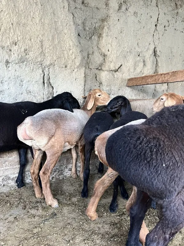 Qoylar sotiladi 5800dan 1 Qoylar sotiladi 5800dan 1