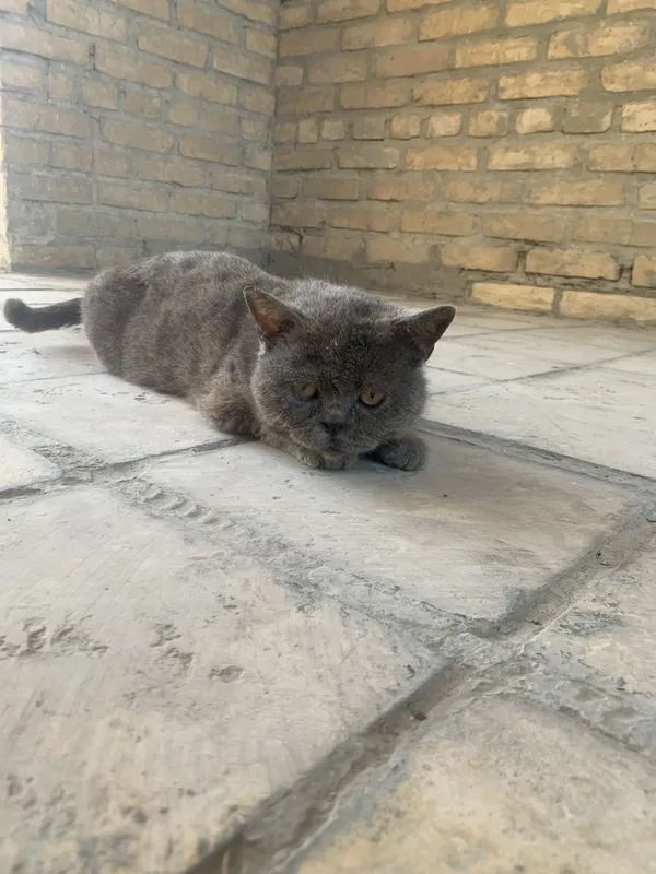 Продается кот породистый любиший хозяйна .Крупный британский кот