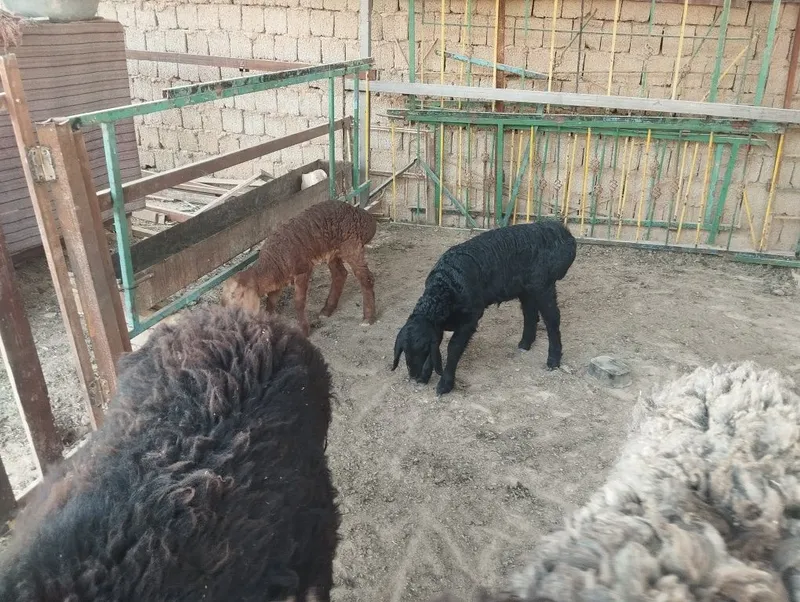 Ona bola qoy sotiladi boladi qochqorcha 3 bolasi — фото 2