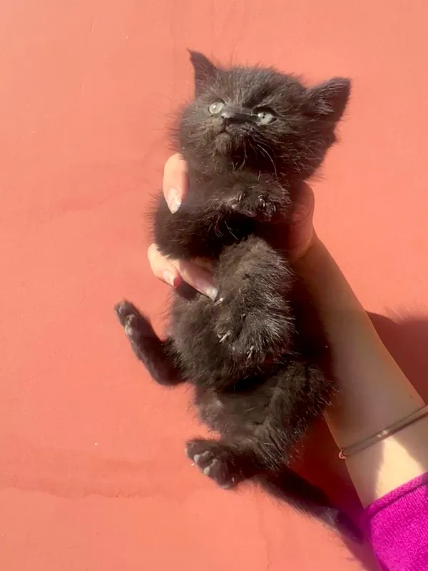Похожи на британцев , 1 месяц, котята 2