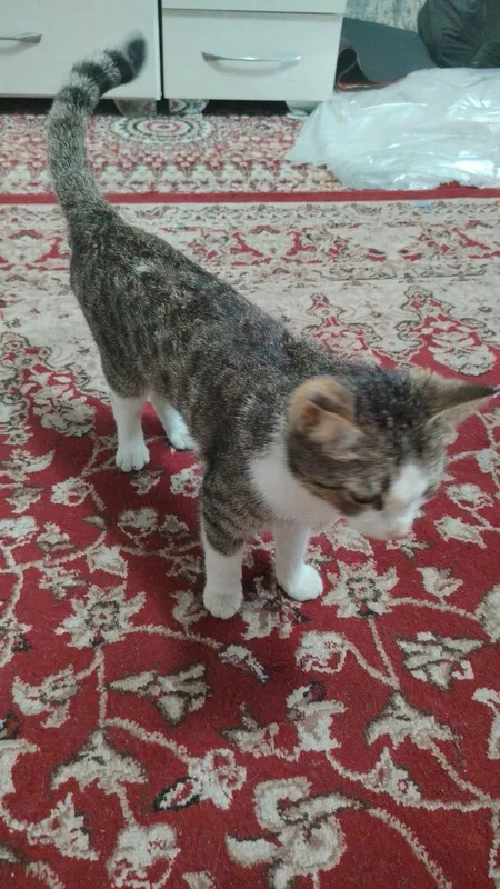 Mushuk xadyaga beramiz