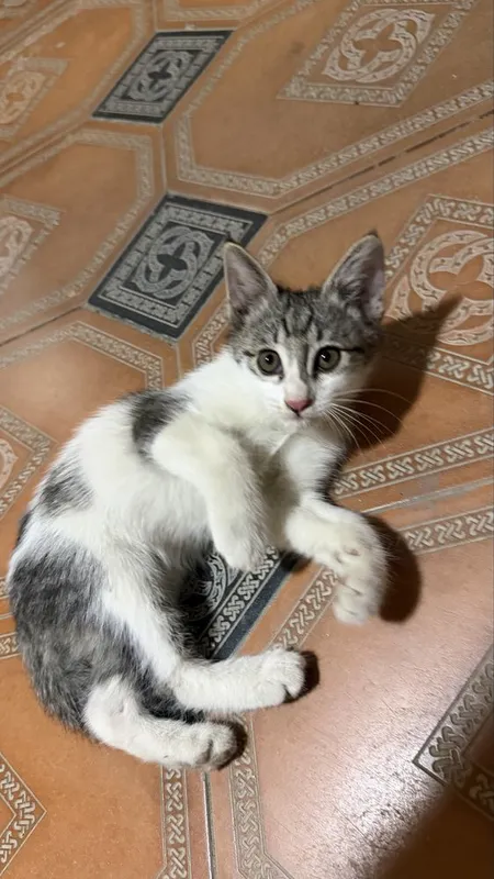 Котенок бесплатно
