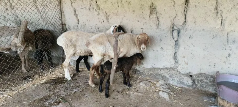 ona bola qoʻy sotiladi — фото 1