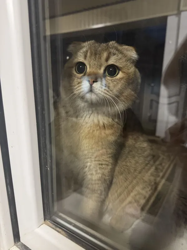 Продаётся котик золотая шиншилла + Scottish Fold 1