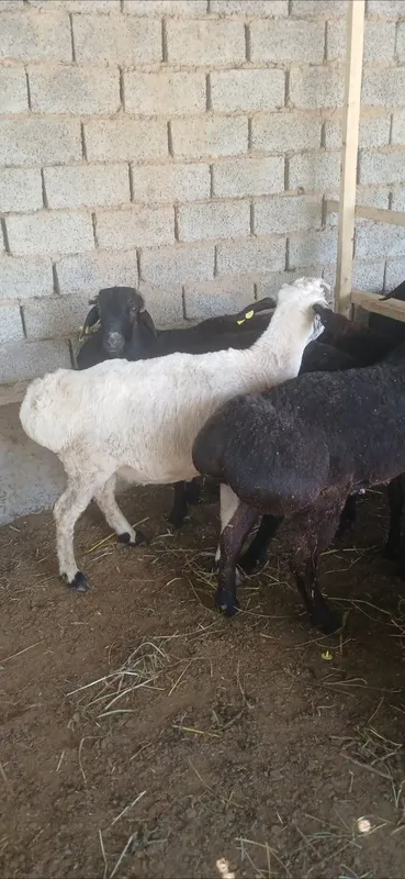 Qurbonlika va aqiqaga qochqorla bor — фото 1