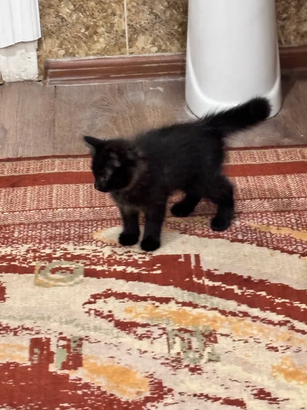 Котенок 6 месяцев 2 Котенок 6 месяцев 2
