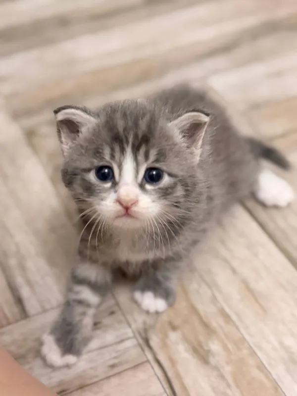 котенок-мальчик в добрые руки 1