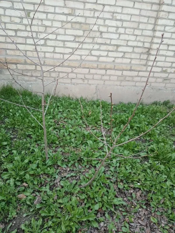 Шпанка кучатлари бор — фото 1