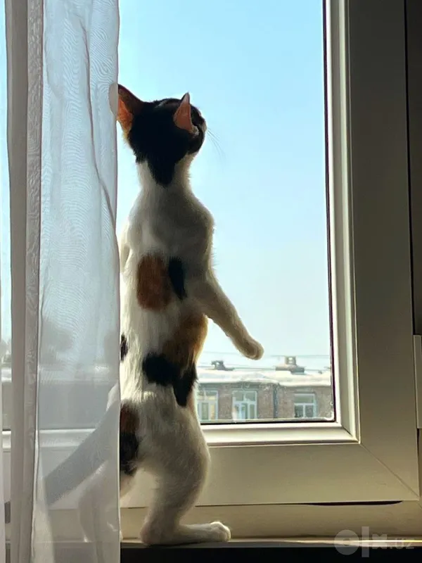Отдам котёнка с маской Бэтмена 6 Отдам котёнка с маской Бэтмена 6