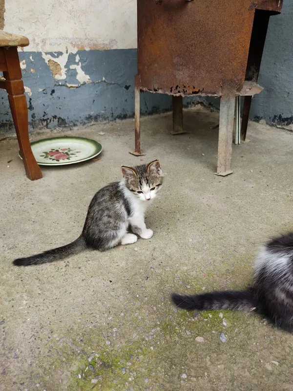 котята два месяца — фото 4