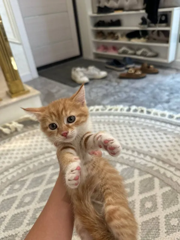 отдам котят