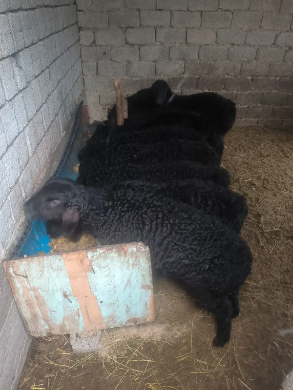 кочкорла сотилади срочно 4 кочкорла сотилади срочно 4