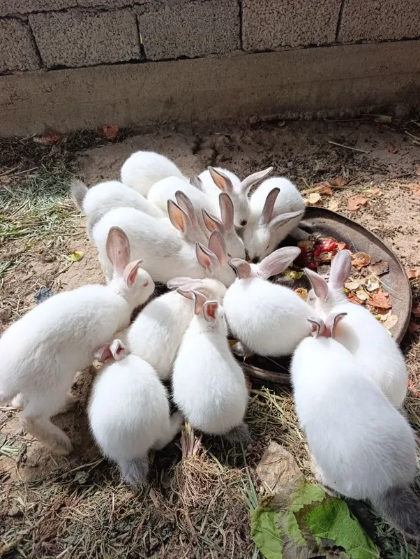 Крольчата продам