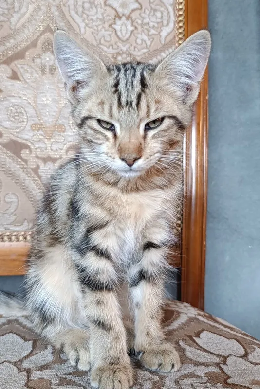 Mushuklar 6