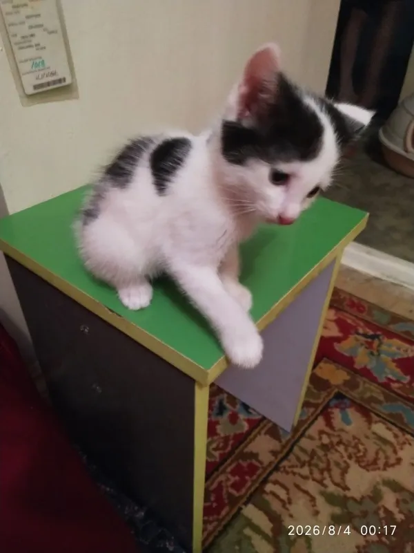 Котята в добрые руки 3 Котята в добрые руки 3