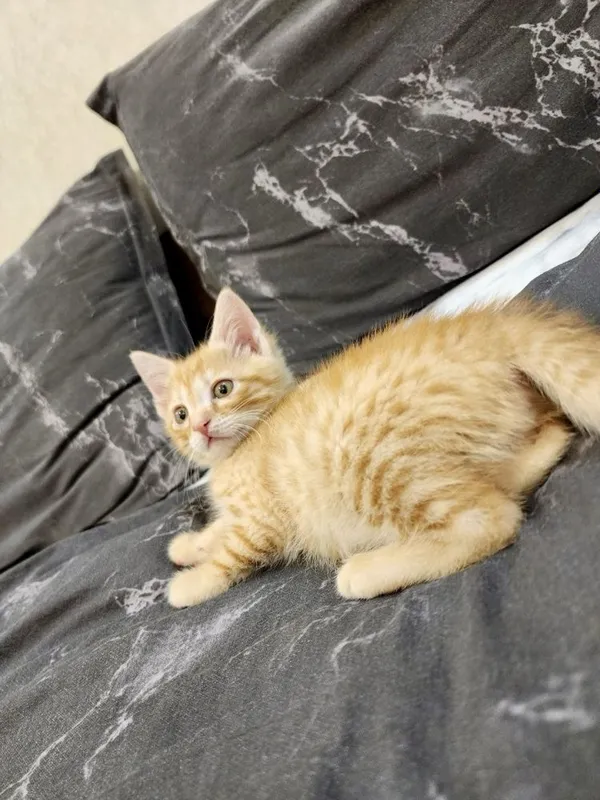 Котенок в хорошие руки 1