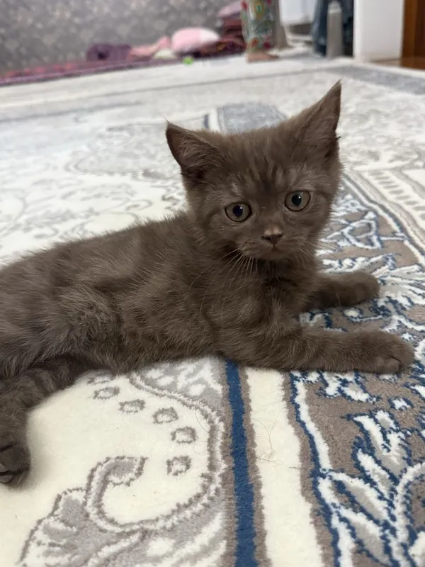 Продаётся котята — фото 2
