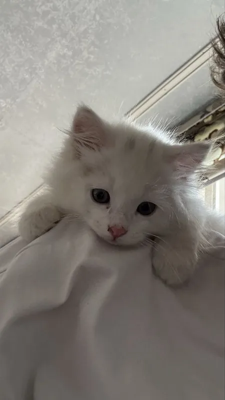 Turetskiy angora, yaxshi qollarga beriladi