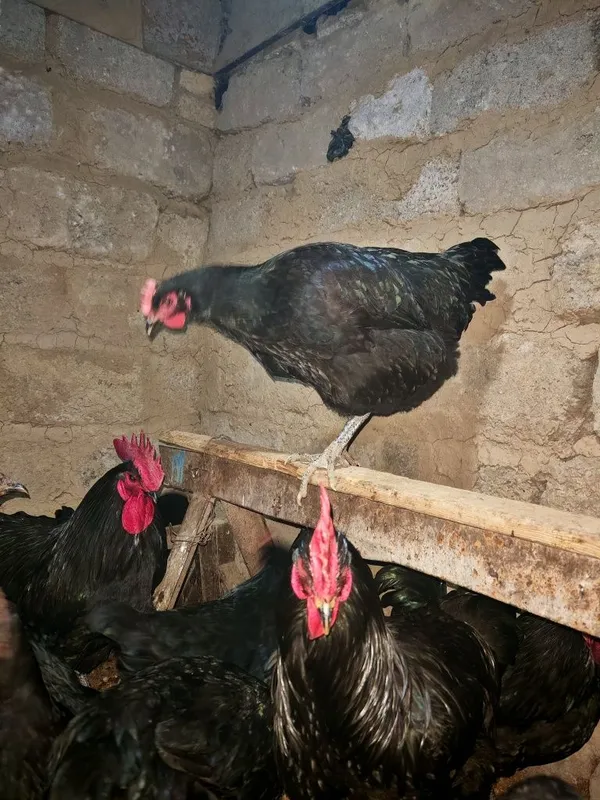 Qora shag'zoda va Astiralop ruminya zodliy tovuq Xorozlarimiz sotiladi — фото 7