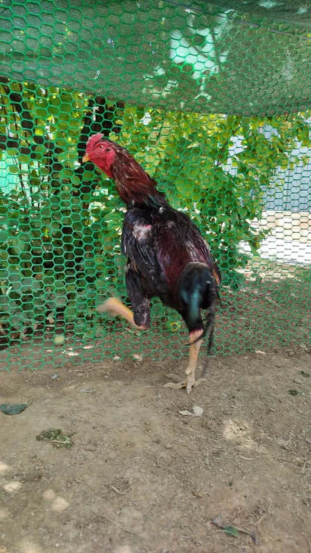 Бардовий сер жахил, тоза қон хўроз 8