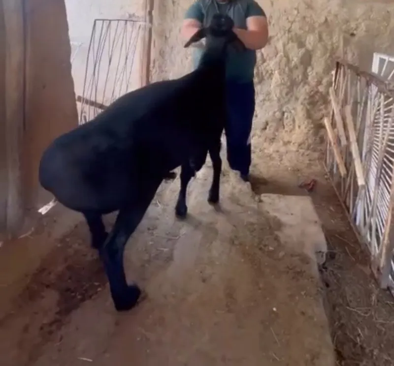 Qo'chqor sotiladi kelishamz