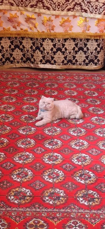 Baska o'g'il bola