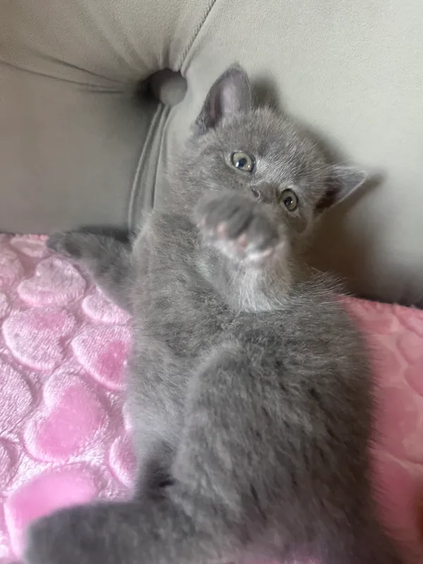 Скоттиш страйт мальчик 3 мес 2