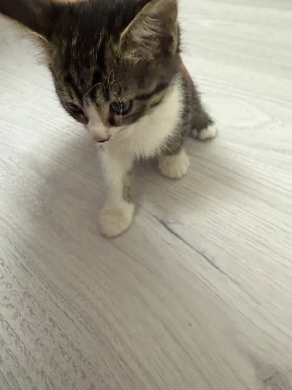 Котята, 2-ух месячные. Полукровки. .