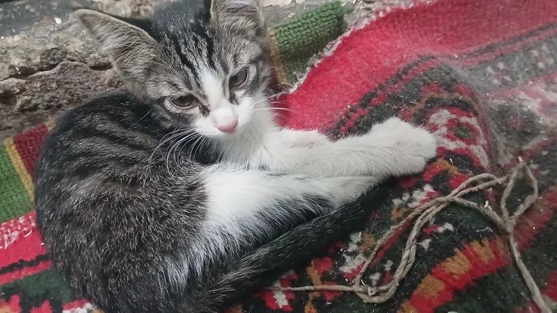 Mushukcha, chiroyli aqlli
