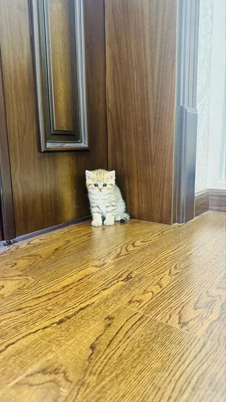 Золотая шиншилла продаётся — фото 6