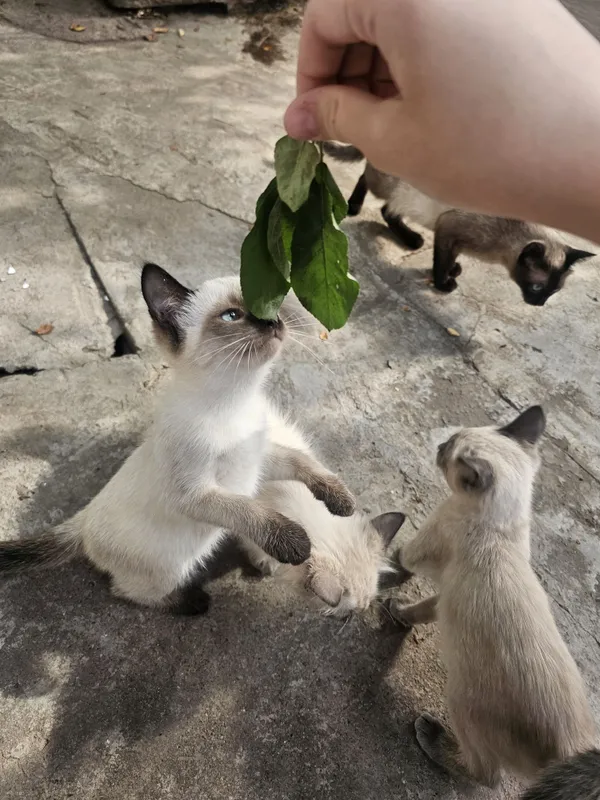 продаются сиамские котята — фото 2