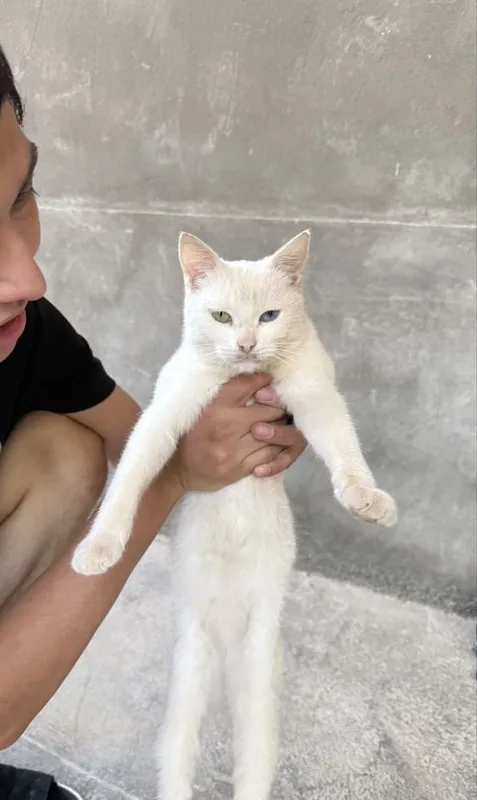 Продаётся кошка, глаза разного цвета, девочка 3 Продаётся кошка, глаза разного цвета, девочка 3