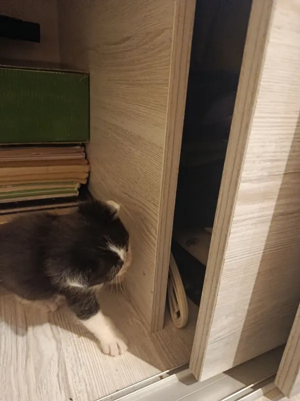 Котёнок 7 Котёнок 7