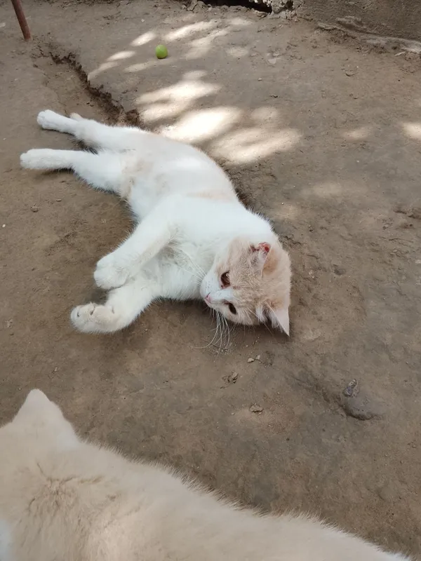 Mushuk bolasi onasi bilan beriladi hadyga — фото 3