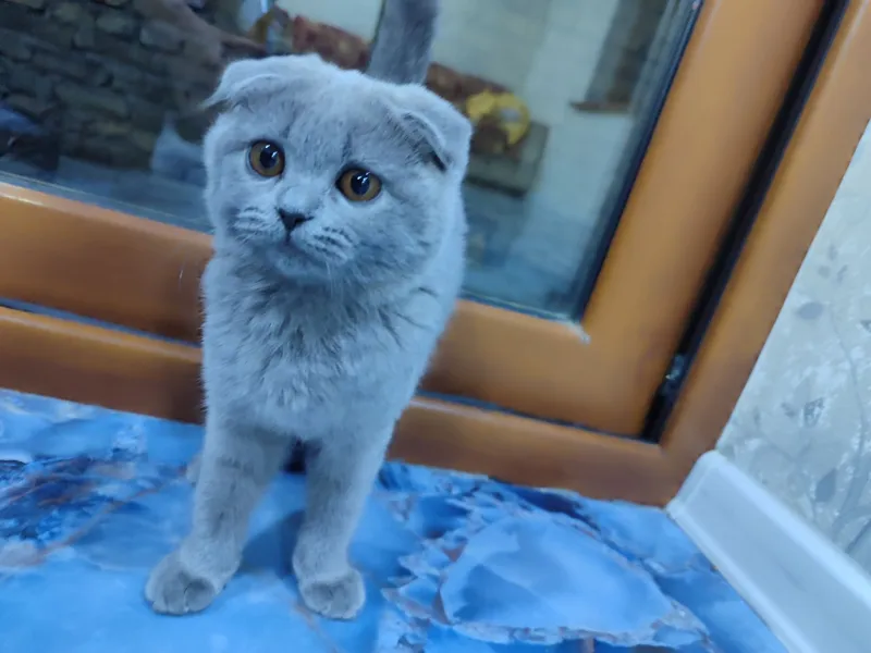 Срочно продаеться кошка Срочно продаеться кошка